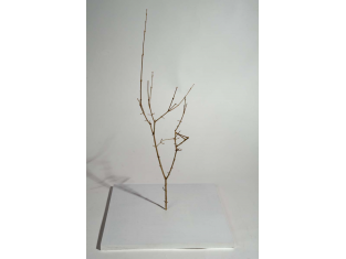 Tree with Tetrahedron 2014